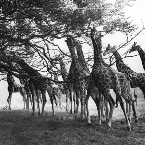 Giraffe Herd