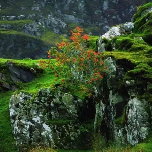 Rowan Tree Print, Co Donegal, Ireland Rowan Tree Print, Co Donegal, Ireland