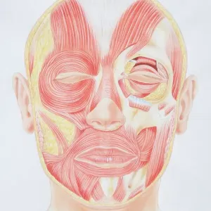Facial Muscles Print, Front View Facial Muscles Print, Front View