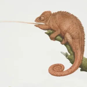 Furcifer oustaleti Print: Oustalets Chameleon Catching a Fly Furcifer oustaleti Print: Oustalets Chameleon Catching a Fly