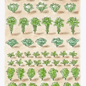 Cauliflower and Brassica Vegetables Print Cauliflower and Brassica Vegetables Print