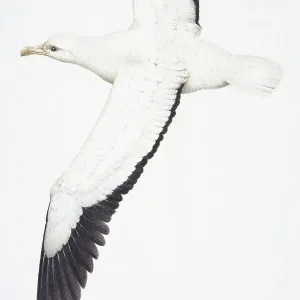 Wandering Albatross Print (Diomedea exulans) Wandering Albatross Print (Diomedea exulans)