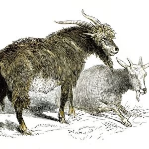 Goats engraving 1851