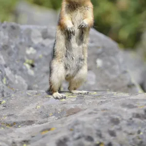 Golden-mantled ground squirrel (Spermophilus lateralis, Callospermophilus lateralis) sitting up and begging, Banff National Park, Canadian Rockies, Alberta, Canada