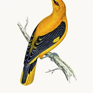 Golden Oriole bird