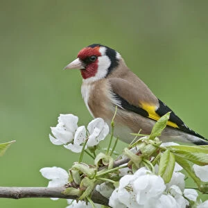 Goldfinch -Carduelis carduelis-, male perched on a flowering cherry tree branch, Untergroningen, Abtsgmuend, Baden-Wurttemberg, Germany