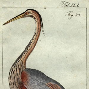 Herons Photographic Print Collection: Goliath Heron