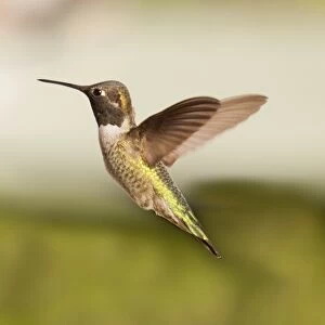 Gorgeous green hummingbird