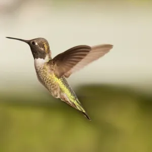 Gorgeous green hummingbird