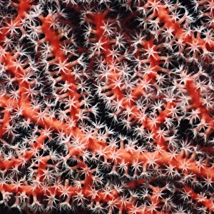 Gorgonia coral