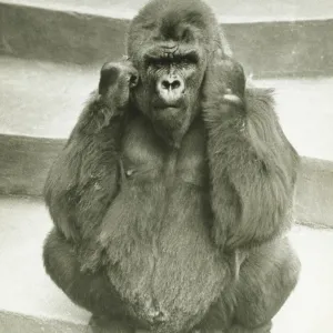 Gorilla sitting on steps, supporting head with hands, (B&W)