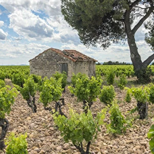 Grapevines (Vitis) in vineyard, Chateauneuf du Pape, France