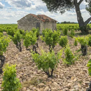 Grapevines (Vitis) in vineyard, Chateauneuf du Pape, France