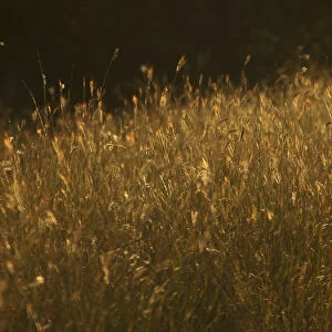 Grass at sunset, Kruger National Park, South Africa