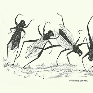 Grasshopper Vintage Illustration