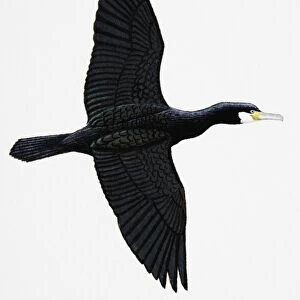 Great Cormorant (Phalacrocorax carbo), also known as Black Cormorant in Australia, adult