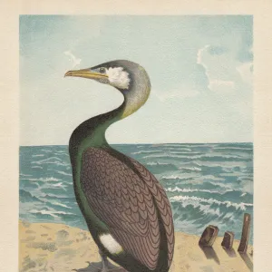 Cormorants Poster Print Collection: Great Cormorant