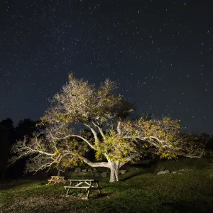 Great walnut in an area of picnic in the mountain, one autumn night