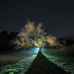 Great walnut in autumn one in the night with stars