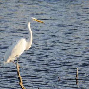 Great white egret, Ardea alba, perched on dead tree. Everglades National Park, Florida, USA. UNESCO World Heritage Site (Biosphere Reserve)