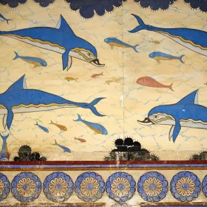 Dolphins and Whales