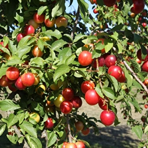 Greek Cherry Plum or Myrobalan Plum -Prunus cerasifera-, organic farming, Lower Austria, Austria
