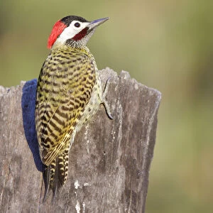 Green Barred Woodpecker