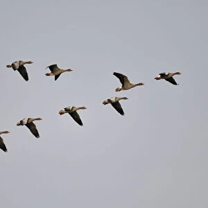 Grey Goose (Anser anser) in flight formation