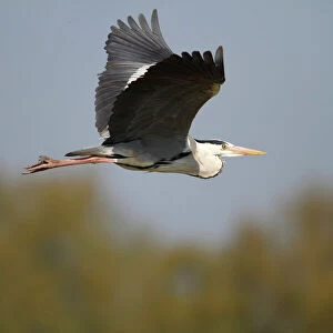 Grey Heron -Ardea cinerea-, in flight, Camargue, France, Europe