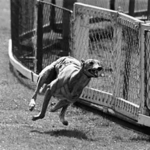 Greyhound Race; Priceless Border Takes His Last Gallop