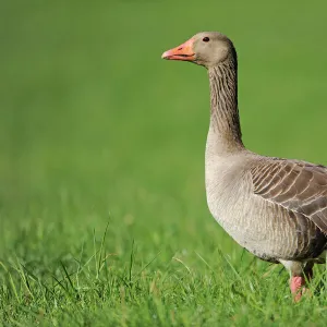 Greylag Goose -Anser anser- standing in a meadow, Erfurt, Thuringia, Germany