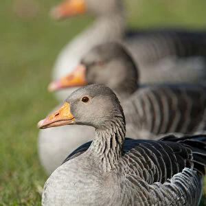 Greylag or Graylag geese -Anser anser-, Stuttgart, Baden-Wuerttemberg, Germany, Europe
