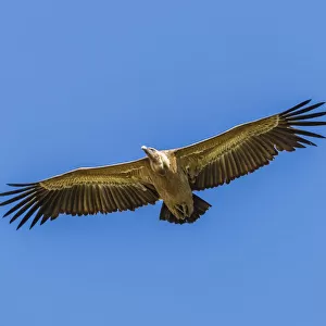 Griffon Vulture -Gyps fulvus-, Monfraguee National Park, UNESCO biosphere reserve, Extremadura, Spain