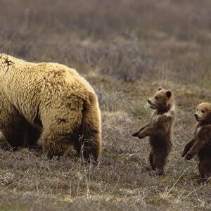 Grizzly bear (Ursus arctos) in field with two cubs