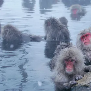 Group of Japanese macaques (Macaca fuscata) monkeys in hot spring