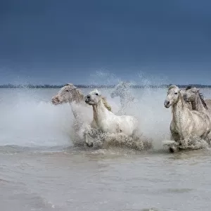 Group of white Camargue horses running powerfully through water, Camargue region, France