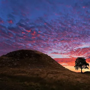 Hadrians Wall Sycamore Gap Tree. Northumberland. UK