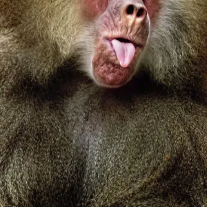 Cercopithecidae Collection: Hamadryas Baboon