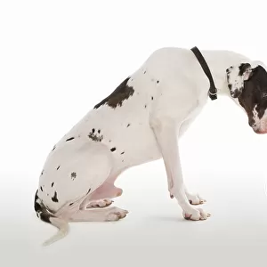 Harlequin Great Dane and Miniature Dachshund sitting face to face in studio