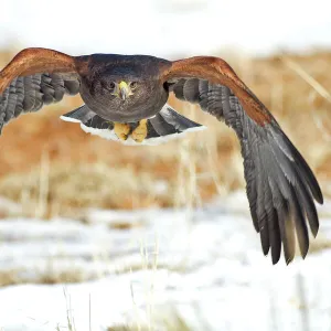 Harris Hawk