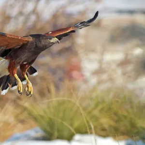 Harris Hawk