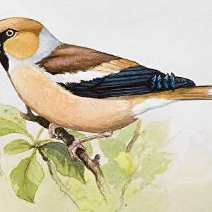 Hawfinch (Coccothraustes coccothraustes) perching on branch, side view