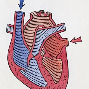 How the heart beats, step 1