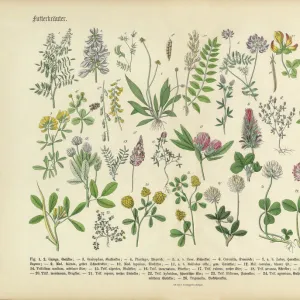 Herbs anb Spice, Victorian Botanical Illustration