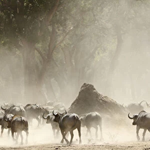 A herd of Cape Buffalo (Syncerus caffer)