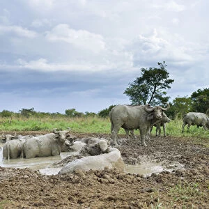 A herd of Cape Buffalo, Syncerus caffer, wallow in mud, Murchison Falls National Park, Uganda