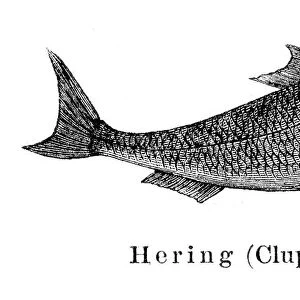 Herring fish engraving 1897
