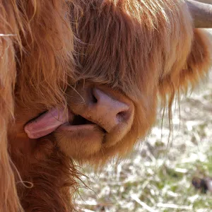 Nature & Wildlife Premium Framed Print Collection: Highland Cow