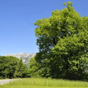 Hindenburg-Linde, lime tree, 1100 years, Large-leaved Lime -Tilia platyphyllos-, height 30m, girth 11. 5m, Ramsau bei Berchtesgaden, Berchtesgadener Land District, Upper Bavaria, Bavaria, Germany