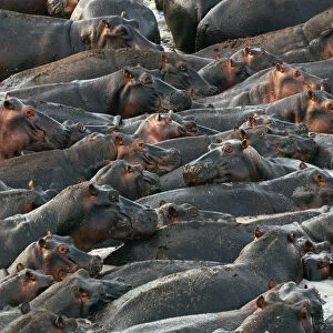 Hippopotami, Katavi National Park, Zambia